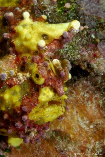 Warty Clown Frogfish