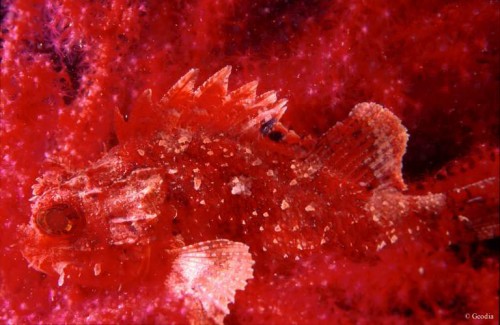 Petite rascasse rouge dans une gorgone