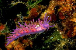 Flabellina affinis