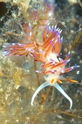 Flabellina Hervia sur une hydraire
