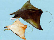 Mobula Mobular