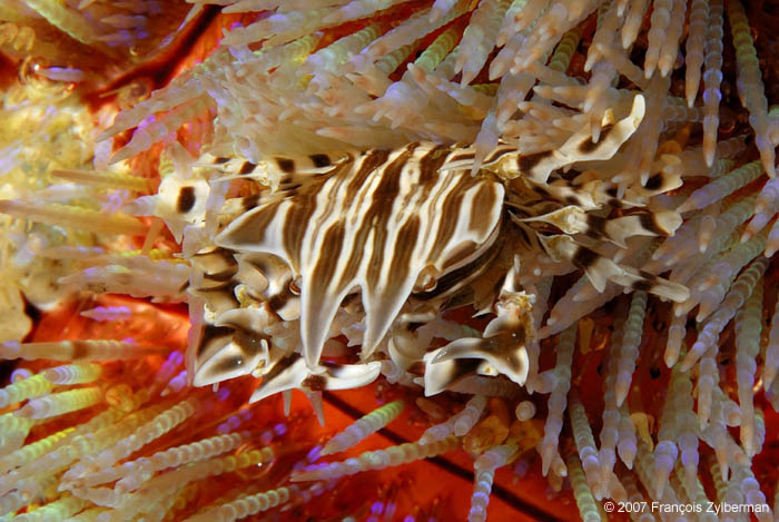 CRABE ZEBRE DANS UN OURSIN DE FEU - ZEBRA CRAB in a Fire URCHIN