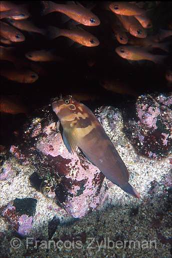 Panamic fanged blenny