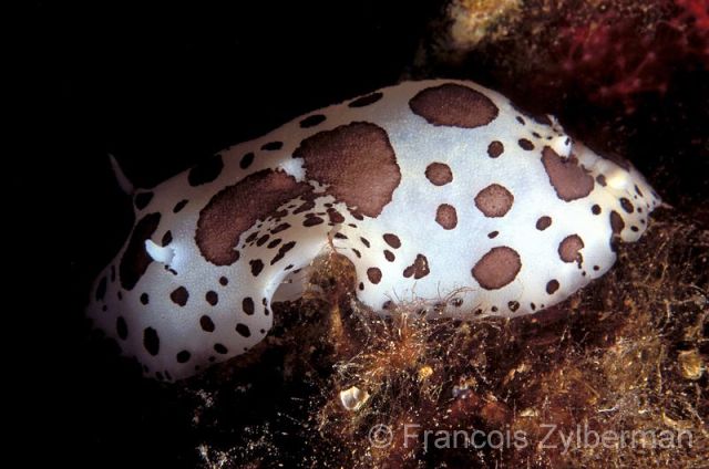 Dotted sea-slug
