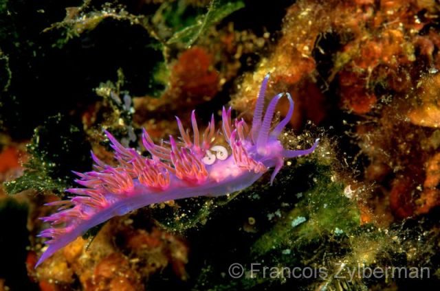 Nudibranch Flabellina