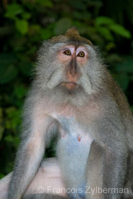 Macaca monkey