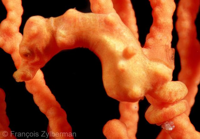 Denise's pygmy Seahorse