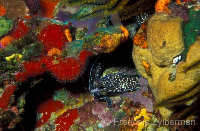 white spotted moray