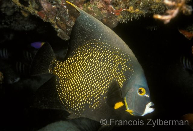 French Angelfish