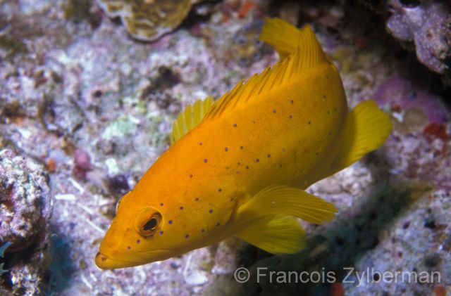 Young grouper