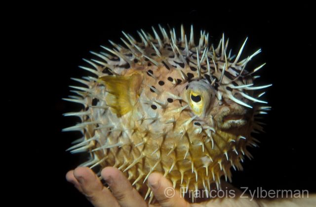 Long-spine porcupinefish