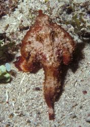 Shortnose batfish