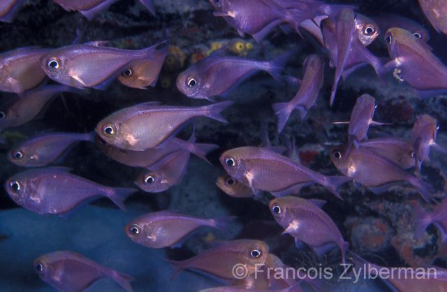 Anthias