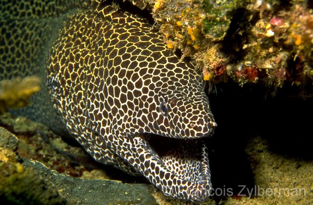 Spotted moray