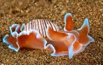Shelled sea slug Hydatina physis