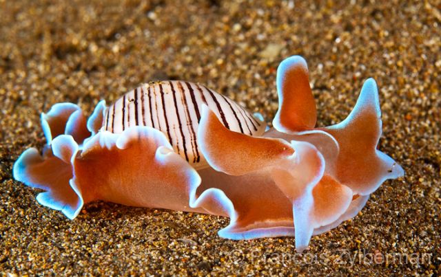 Shelled sea slug Hydatina physis