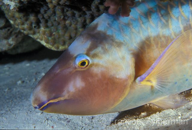 Parrot fish