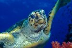 Hawksbill marine turtle