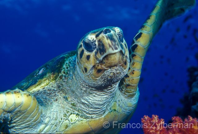 Hawksbill marine turtle