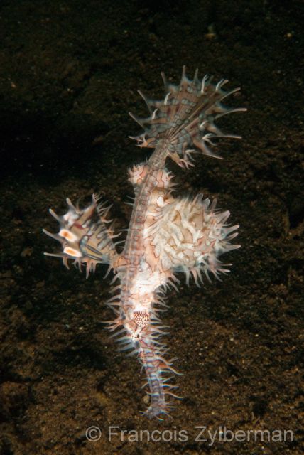 Orned ghost pipe fish