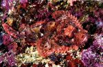 Red Scorpion Fish