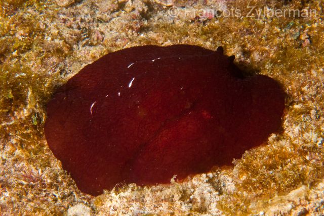 Sidegill Slug