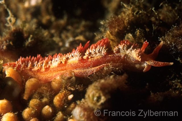 Nudibranch Aeolidiella