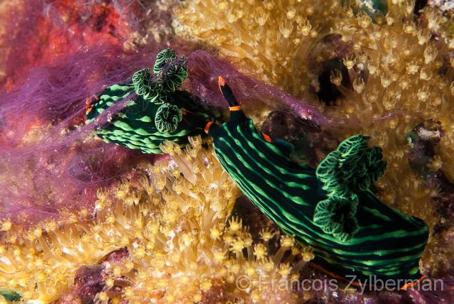 Nudibranchs Nembrotha kubaryana