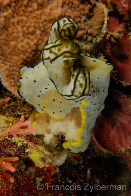 Nudibranch Notodoris serenae