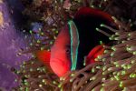Red anemon fish