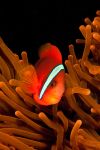 Red Anemon fish