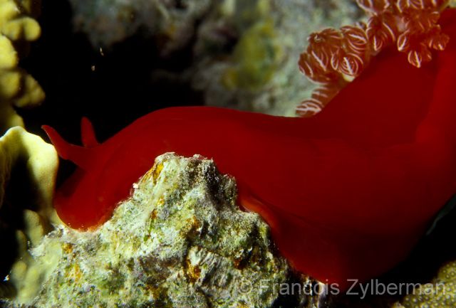 Spanish Dancer