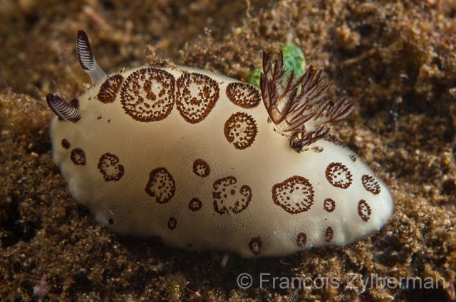 Nudibranch Funeral jorunna