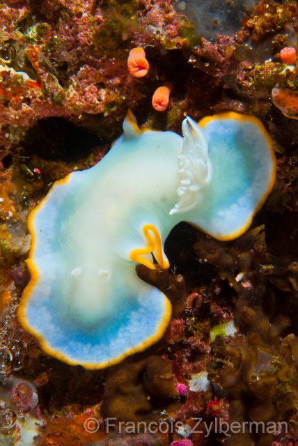 Nudibranch Ardeadoris egretta