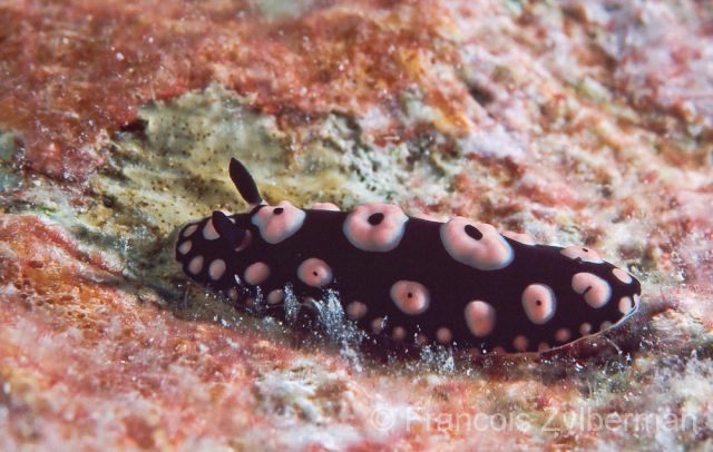 Nudibranch Phyllidiella annulata