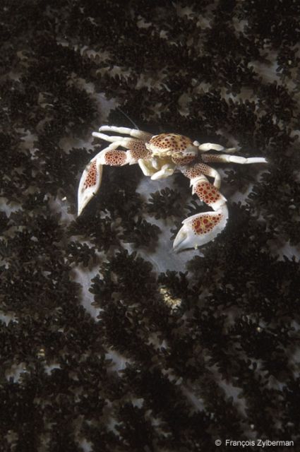 Porcelain crab