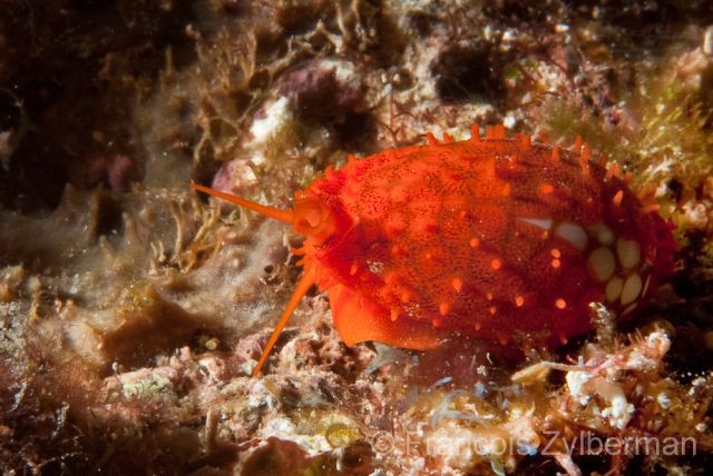 Cypraea cribraria - Cowrie