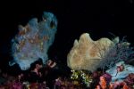 Double frogfishes