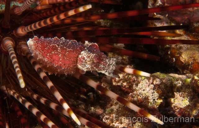 Cuttlefish in urchin