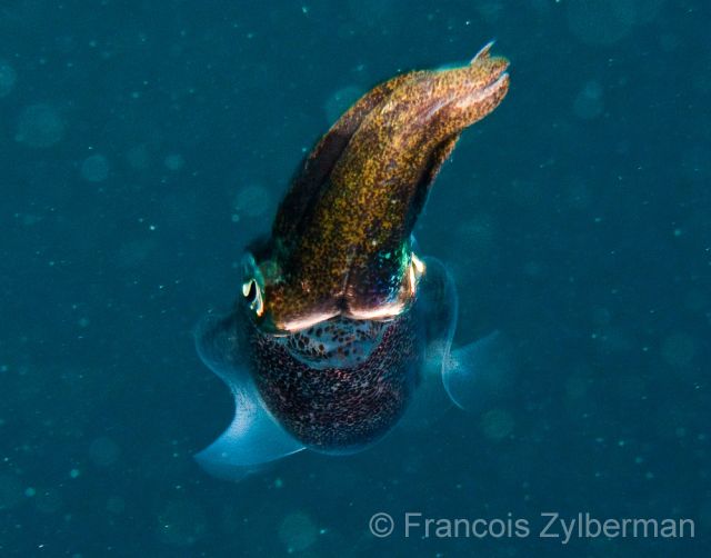Squid