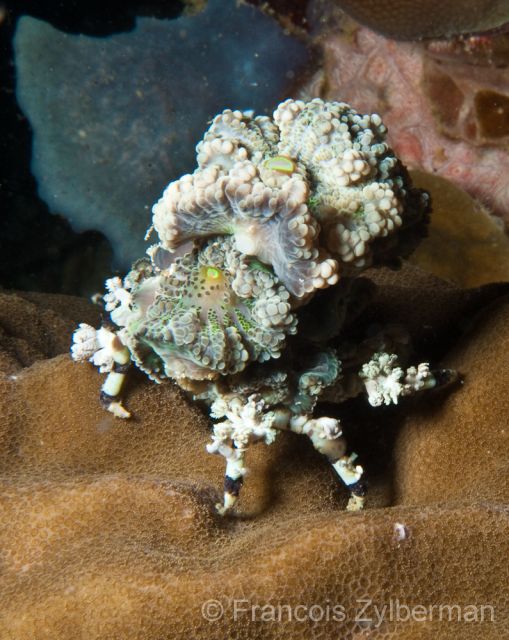 Decorator Crab