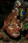 Red frogfish