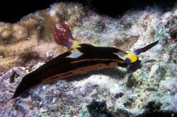 Saint-John Reefs - Zabargad