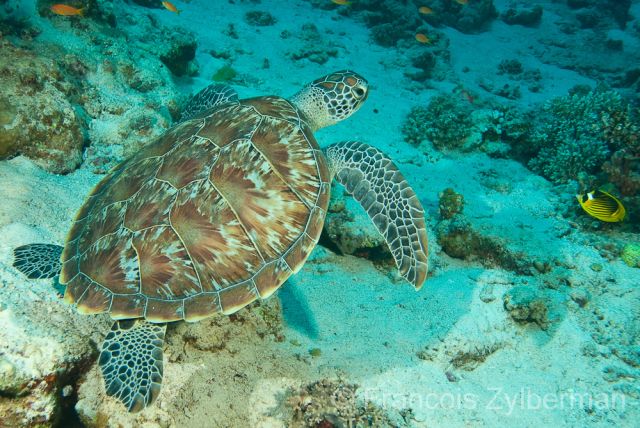 Hawkbill marine turtle 