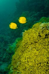 Yellow butterfly fishes