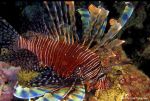 Lion fish