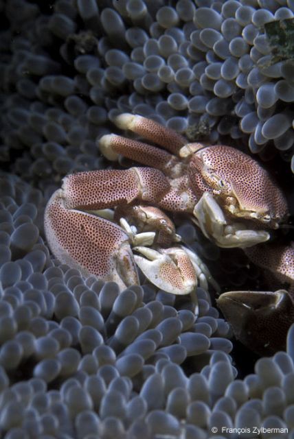 Porcelain crabs in anemon
