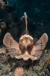 Eschmeyer scorpion fish