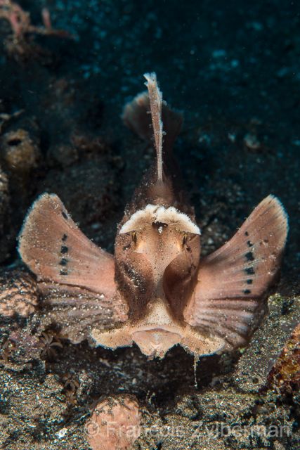 Eschmeyer scorpion fish