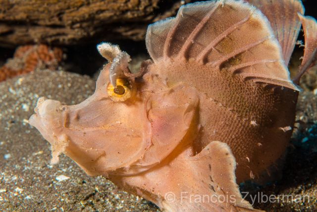 Eschmeyer scorpion fish